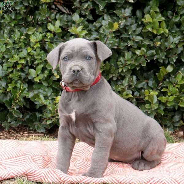 Rocky, Cane Corso Puppy