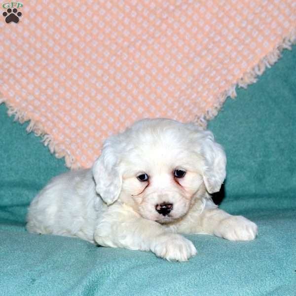 Rocky, Cocker Spaniel Mix Puppy