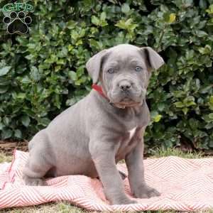 Rocky, Cane Corso Puppy