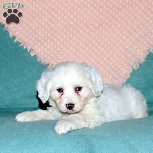 Rocky, Cocker Spaniel Mix Puppy