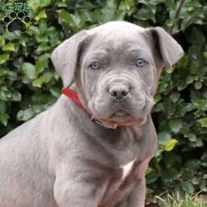 Rocky, Cane Corso Puppy