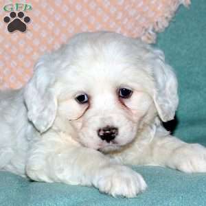 Rocky, Cocker Spaniel Mix Puppy