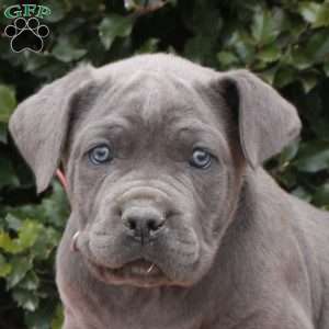 Rocky, Cane Corso Puppy