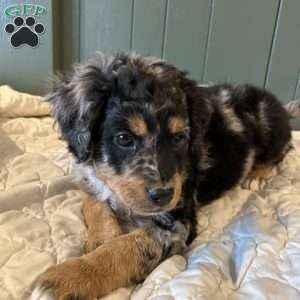 Rocky, Mini Bernedoodle Puppy
