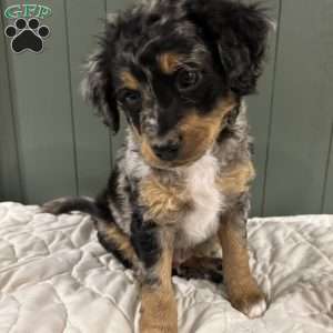 Rocky, Mini Bernedoodle Puppy