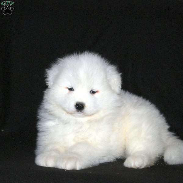 Rodger, Samoyed Puppy