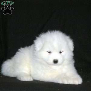 Rodger, Samoyed Puppy