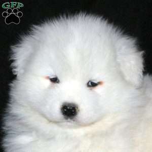 Rodger, Samoyed Puppy