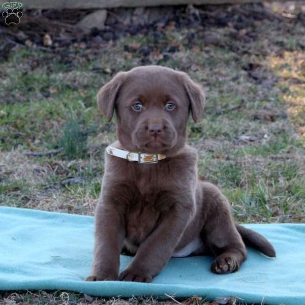 Roman, Chocolate Labrador Retriever Puppy