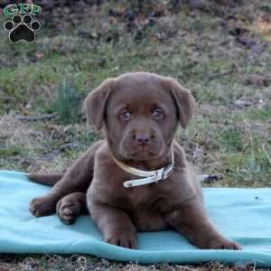 Roman, Chocolate Labrador Retriever Puppy