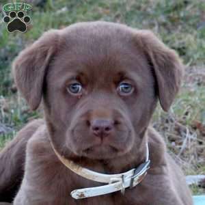 Roman, Chocolate Labrador Retriever Puppy