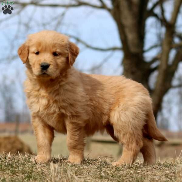 Rosa, Golden Retriever Puppy