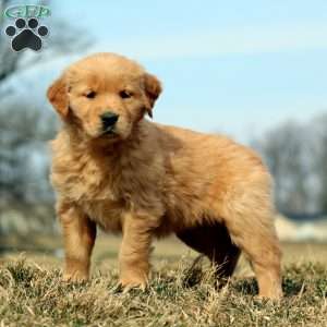 Rosa, Golden Retriever Puppy