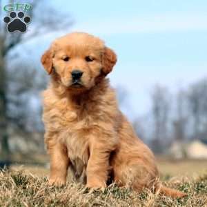 Rosa, Golden Retriever Puppy