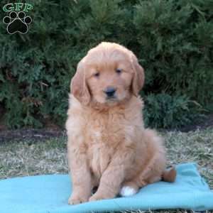 Rosalie, Goldendoodle Puppy