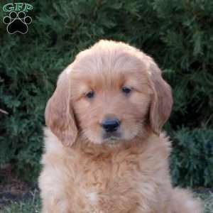 Rosalie, Goldendoodle Puppy