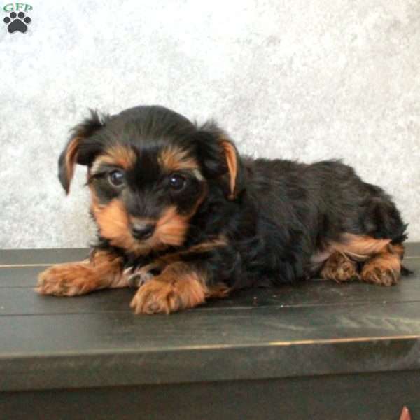 Rosco, Dachshund Mix Puppy