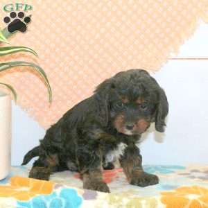 Rose, Cavapoo Puppy