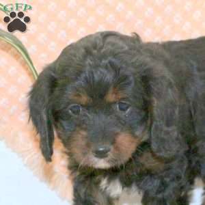 Rose, Cavapoo Puppy