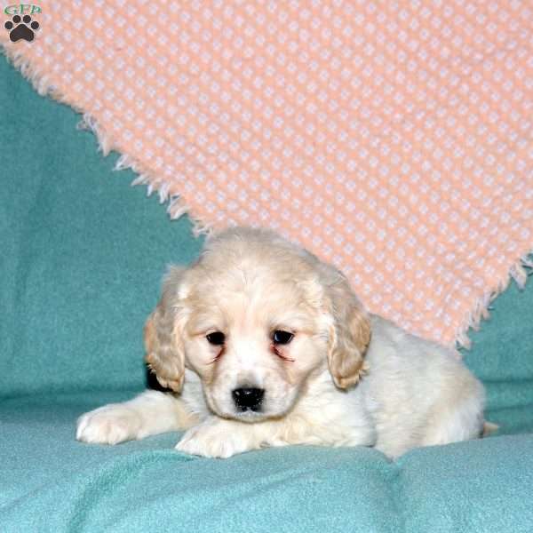 Rosie, Cocker Spaniel Mix Puppy