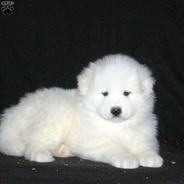 Rosie, Samoyed Puppy