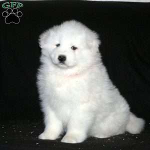 Rosie, Samoyed Puppy