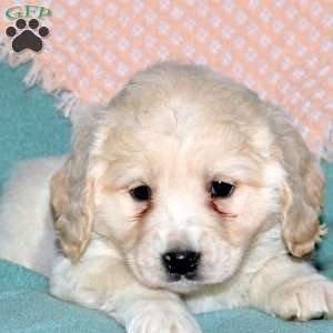 Rosie, Cocker Spaniel Mix Puppy