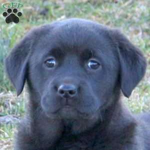 Rosie, Black Labrador Retriever Puppy