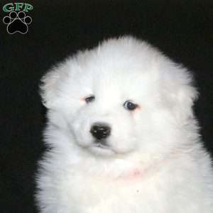 Rosie, Samoyed Puppy