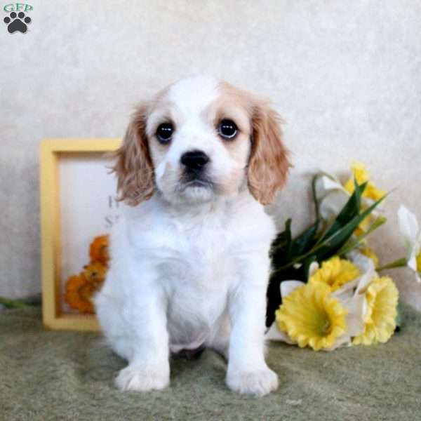 Rosie, Cavachon Puppy