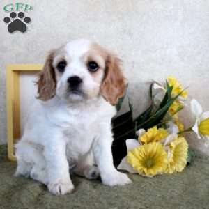 Rosie, Cavachon Puppy