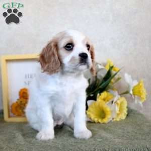 Rosie, Cavachon Puppy