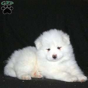 Rover, Samoyed Puppy