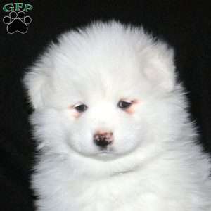 Rover, Samoyed Puppy