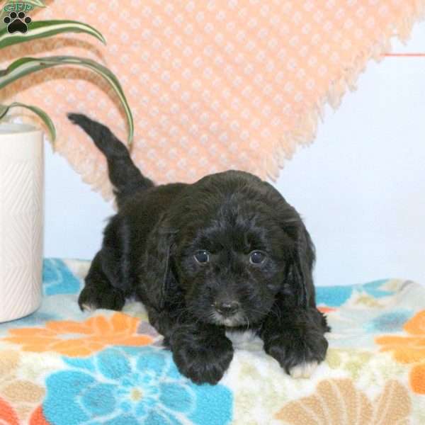 Ruby, Cavapoo Puppy