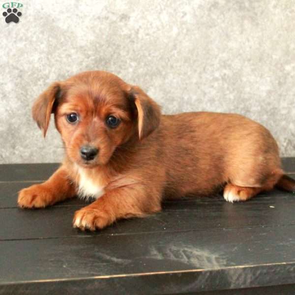 Ruby, Dachshund Mix Puppy