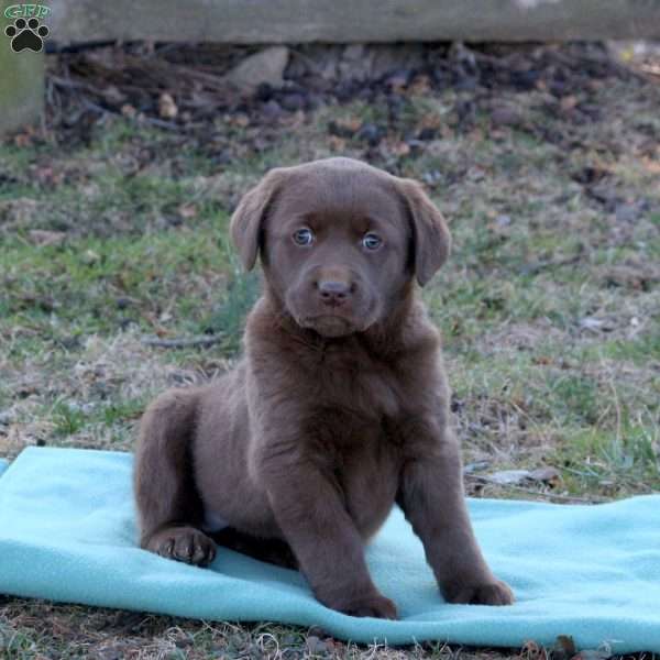 Ruby, Chocolate Labrador Retriever Puppy