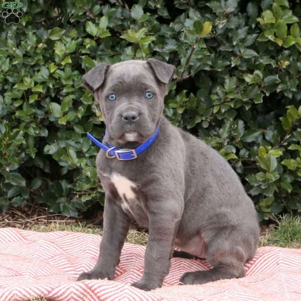 Ruby, Cane Corso Puppy