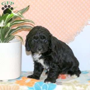 Ruby, Cavapoo Puppy