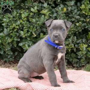 Ruby, Cane Corso Puppy