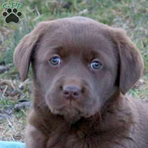 Ruby, Chocolate Labrador Retriever Puppy