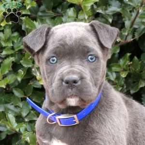 Ruby, Cane Corso Puppy