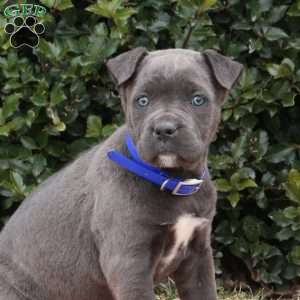 Ruby, Cane Corso Puppy