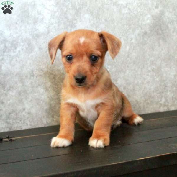 Russell, Dachshund Mix Puppy