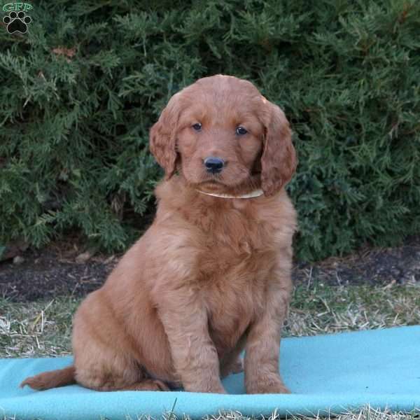 Rusty, Goldendoodle Puppy