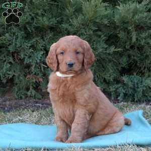 Rusty, Goldendoodle Puppy