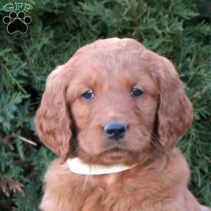 Rusty, Goldendoodle Puppy