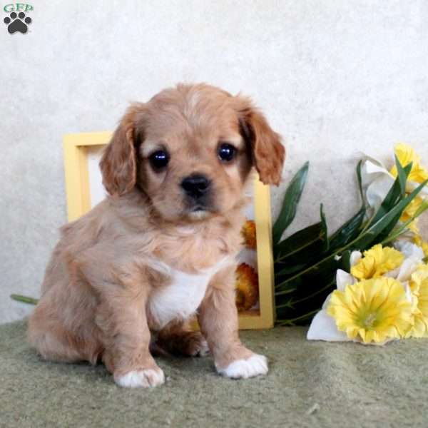 Rusty, Cavachon Puppy