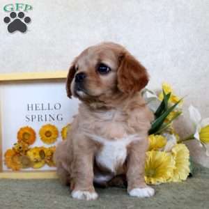 Rusty, Cavachon Puppy