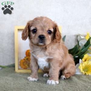 Rusty, Cavachon Puppy